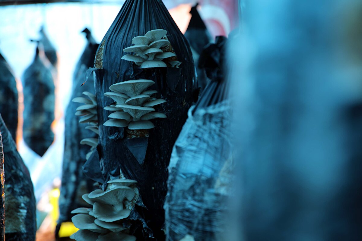 Evinin bahçesine kurduğu çadırda başladığı mantar üretiminde başarılı olduğunu anlatan Bozkurt, İstiridye mantarı yetiştirmede en önemli husus üretim noktasındaki nem ve havadır. 