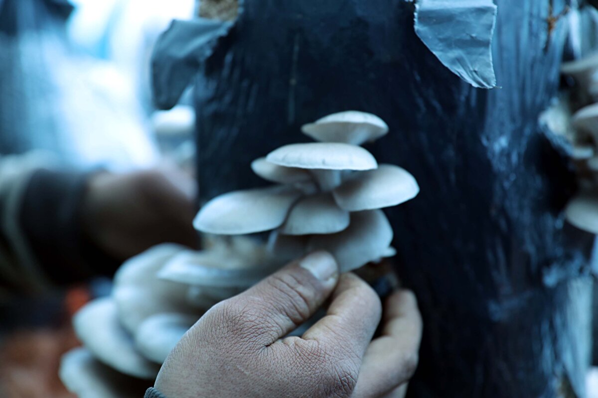 Bozkurt, insanların istiridye mantarından korkmaması gerektiğini söyleyerek zehirlenme vakalarının tamamının yabani mantarlardan kaynaklandığını dile getirdi. 