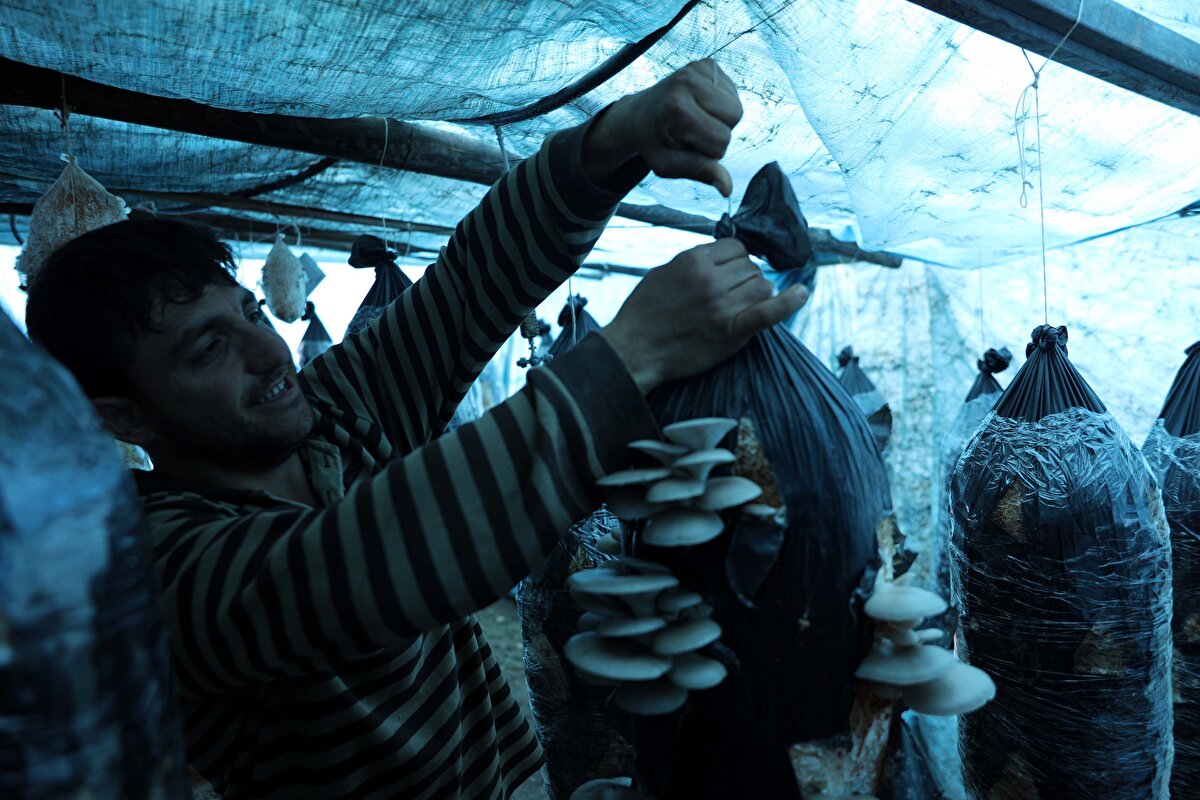 Kendi imkanları ile kurduğu çadırda ilk hasadını yapan Bozkurt, mantarların talep görmesiyle otomasyon sistemi kurarak üretimi artırmak için çalışma başlattı. 