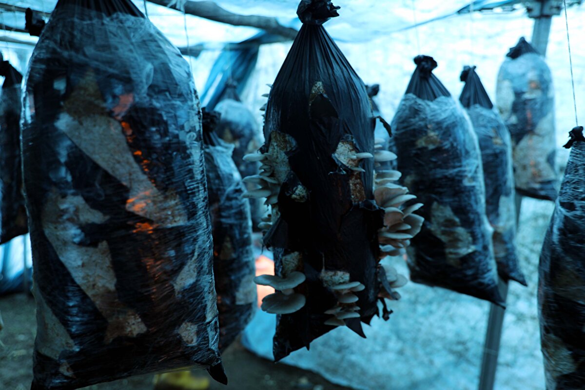 Bozkurt, İstiridye mantarının besin değeri çok yüksek olduğu için insanların bol bol tüketmesini istiyoruz. İnsanlar istiridye mantarından korkmasınlar. 