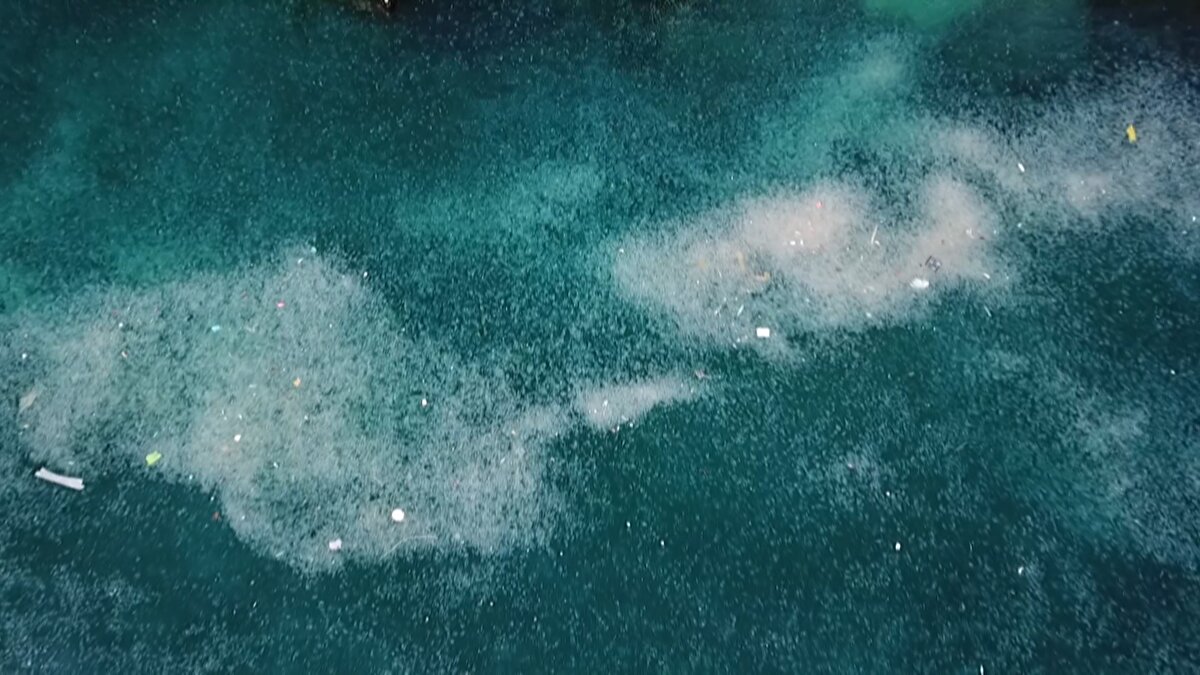 Sahilde balık tutan balıkçılar, denizanalarının çokluğundan dert yandı, oltaya balık yerine denizanası geldiğini belirtti.