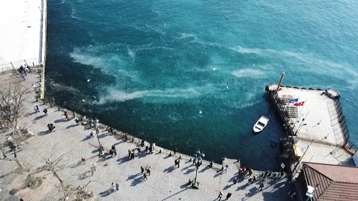 Bazı balık türlerinin denizanaları üzerinden beslendiğini belirten Prof. Dr. Okyar, "Denizanalarını en çok etkileyen faktörlerden bir tanesi, çoğalmalarına neden olan nedenlerden bir tanesi aşırı balıkçılık. Çünkü aşırı balıkçılıkla birlikte siz denizanalarının ekosistemdeki yerlerini yok ediyorsunuz. Denizanaları, balıkların öncelikli olarak yumurta ve larvalarını tüketiyor. Örneğin denizanaları üzerinden beslenen uskumru balığı. Marmara'da var mı? Aşırı balıkçılık sebebiyle artık kalmadı. Çok az, çıkmıyor. Uskumru balığı denizanaları üzerinden beslenir. Siz şimdi bu balığı denizden çekerseniz, yok ederseniz, kalmaz. Çaça balığı var denizanaları üzerinden beslenir. Doğal olarak siz bu canlıları ekosistemden çektiğinizde, mevcut bütün ekosistem denizanasının faydası yönünde gelişiyor. Çünkü üzerinden beslenen herhangi bir canlı yok, ona baskı yapacak rekabet yapacağı bir canlı yok. O yüzden artış göstermeye başlıyor" şeklinde konuştu.