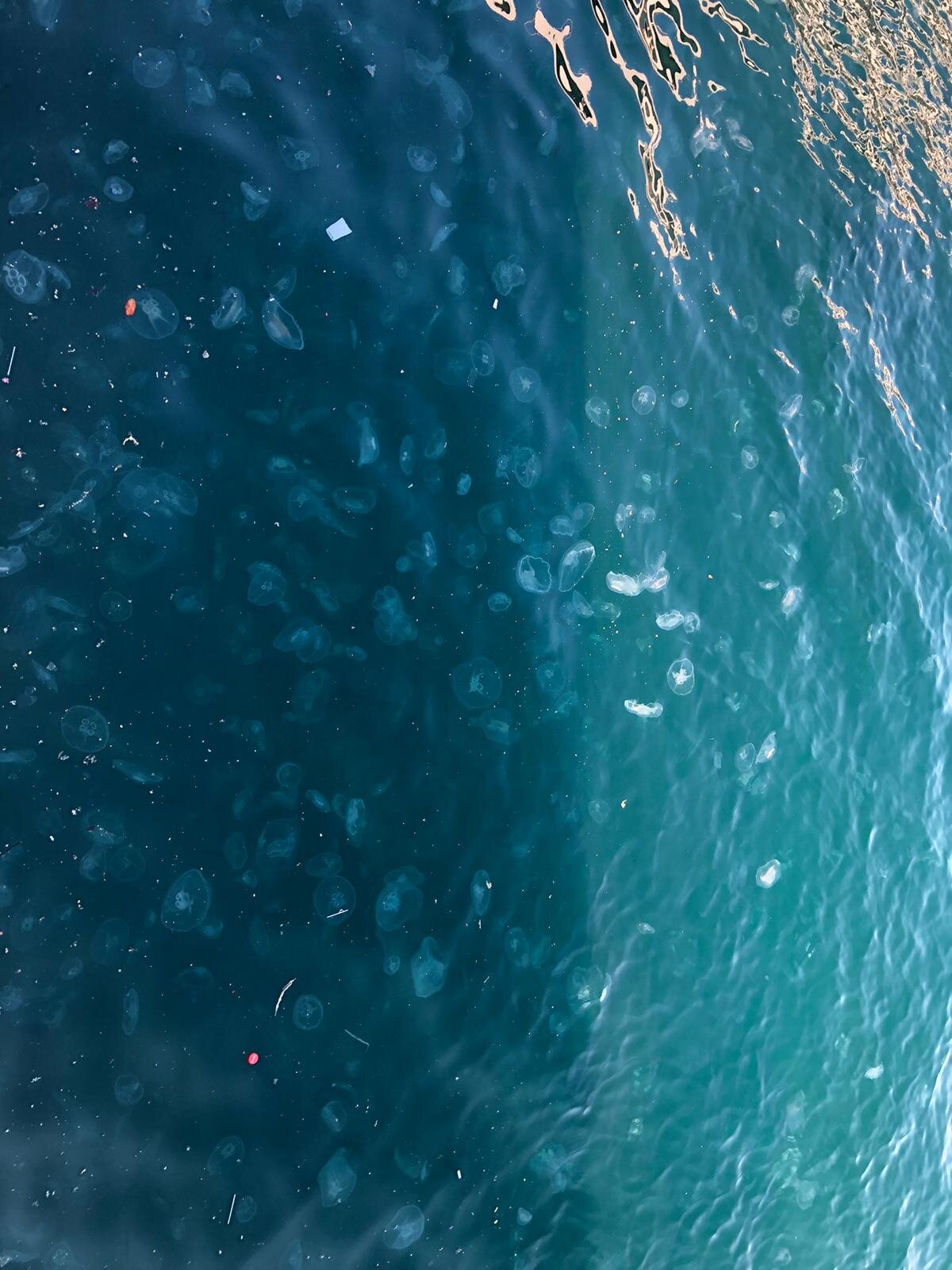 Tüm kurumların bir araya gelerek ortak bir çalışma yürütmesi gerektiğinin altını çizen Prof. Dr. Okyar, "Yerel yönetimler olsun, bakanlıklar olsun, üniversiteler olsun birlikte çalışmamız gerekiyor. Bir araya gelip çözümler üretmemiz gerekiyor. Tek bir kurumun bu konuyu çözmesinin imkanı yok. Hep birlikte araştırma sonuçlarımızı ortaya koyacağız. Neler yapılmalı, neler yapılmamalı, konuşmalıyız. Daha sonra da gerek balıkçılar olsun, gerekse deniz etrafında yaşayan insanlar bilinçlendirilerek bir program oluşturmamız gerekiyor. Tüm Marmara Denizi için denizanasına yönelik kurtarma programı gibi bir şey yapabiliriz" diye konuştu.