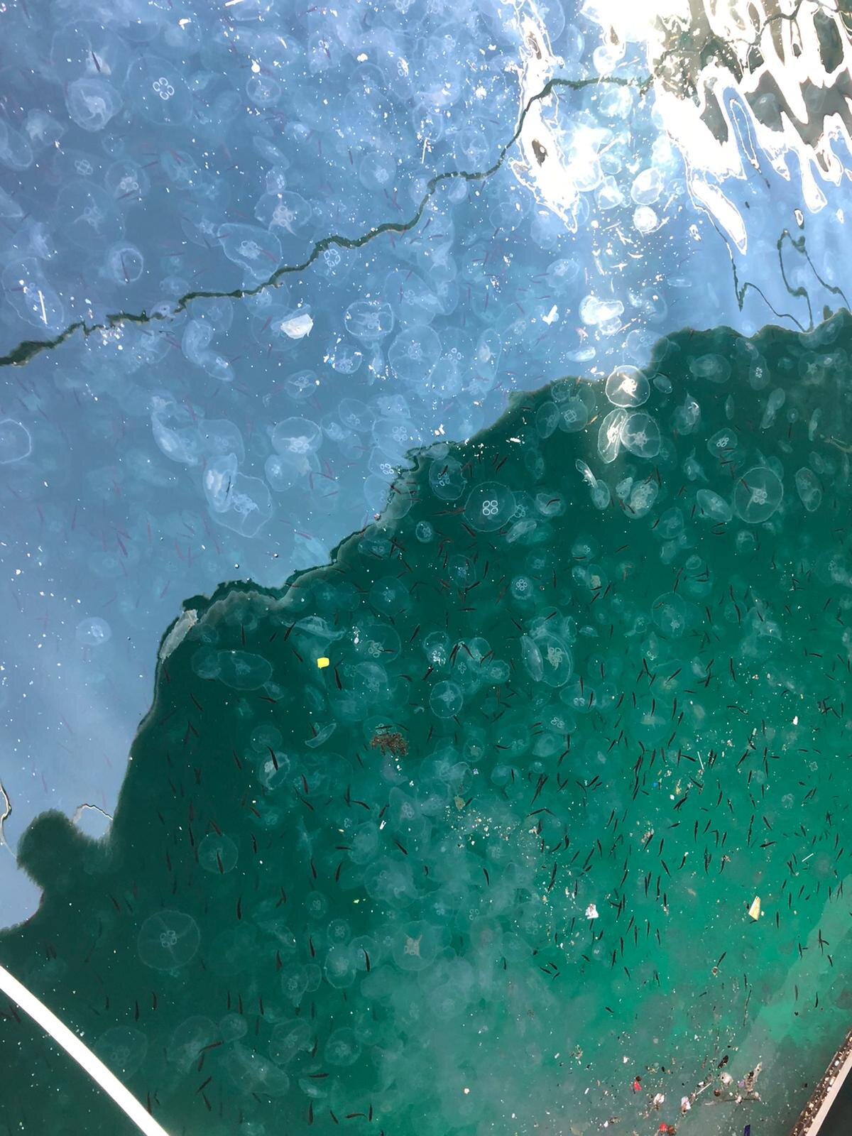 Bir başka olta balıkçısı da "Deniz çok kirli. Kirlilikten dolayı da denizanaları oluyor. Denizanası olsa yine iyi her türlü çöp var. Oltayı çekerken balıkları düşürüyor denizanaları. İğnelerle denizanası tutuyoruz. Oltayı onlara sallıyoruz" dedi.