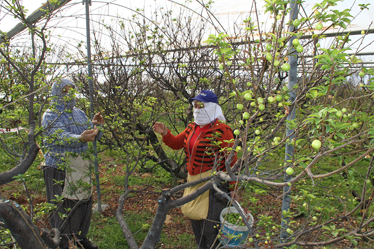 Erdemli'de Türkiye'nin ilk turfanda erik hasadının ardından alım yaptıklarını aktaran erik tüccarı Selahattin Öztürk, "Kilosunu 500 TL'den satın aldığımız erikleri yüzer gramlık kaselere koyarak satışa sunacağız. İlk hasat ürünlerini İstanbul, Ankara, İzmir gibi büyükşehirlere göndereceğiz. Daha sonra hasat çoğaldığı zaman eriklerimizi bütün ülke geneline ve özellikle Rusya pazarına göndereceğiz. Şu anda özellikle hamileler ve aş erenlerin tercih ettiği can erikleri kısa süre sonra çoğalacaktır. Bütün üreticilerimize bol ve bereketli sezon diliyorum” diye konuştu.