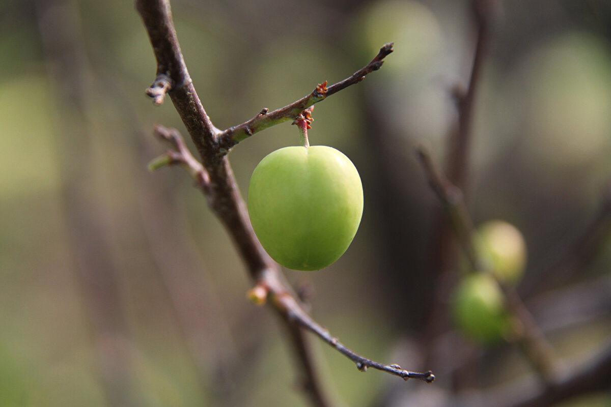Erik hasadından kareler;