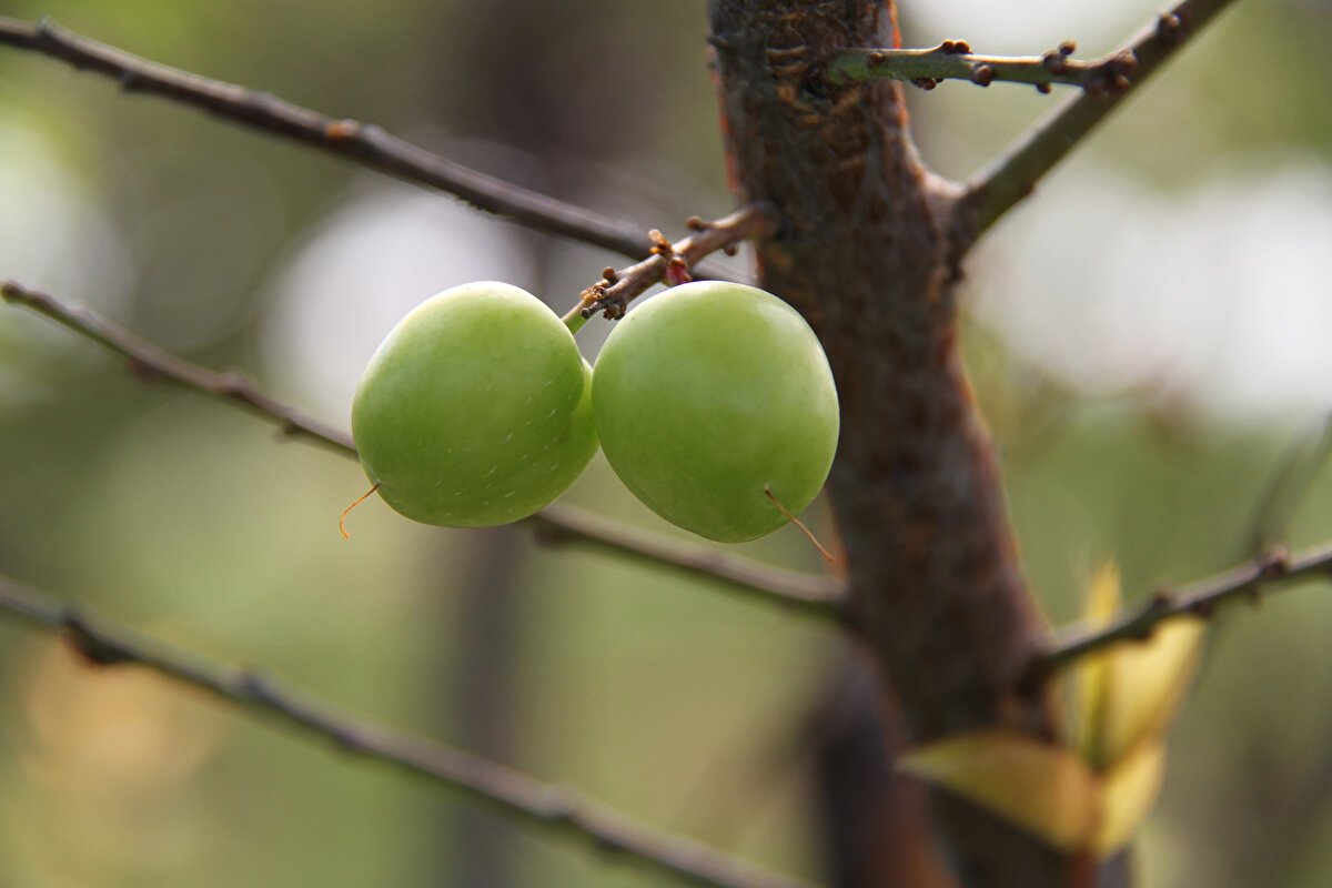 Mersin'in Erdemli ilçesinde yazın habercisi can eriğinin hasadı, havaların sıcak gitmesi nedeniyle 10 gün erken başladı.