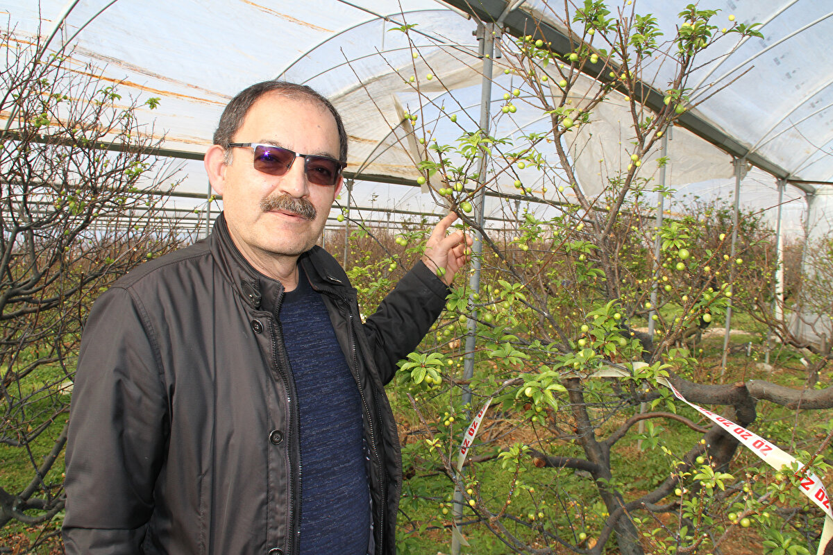 İlçeye bağlı Ayaş Mahallesi'nde 3 dönüm örtü altında, erik üreticiliği yapan Cengiz Yıldız, sezonun ilk hasadını yaptıklarını ve eriğin kilogramını 500 TL'ye sattıklarını söyledi.