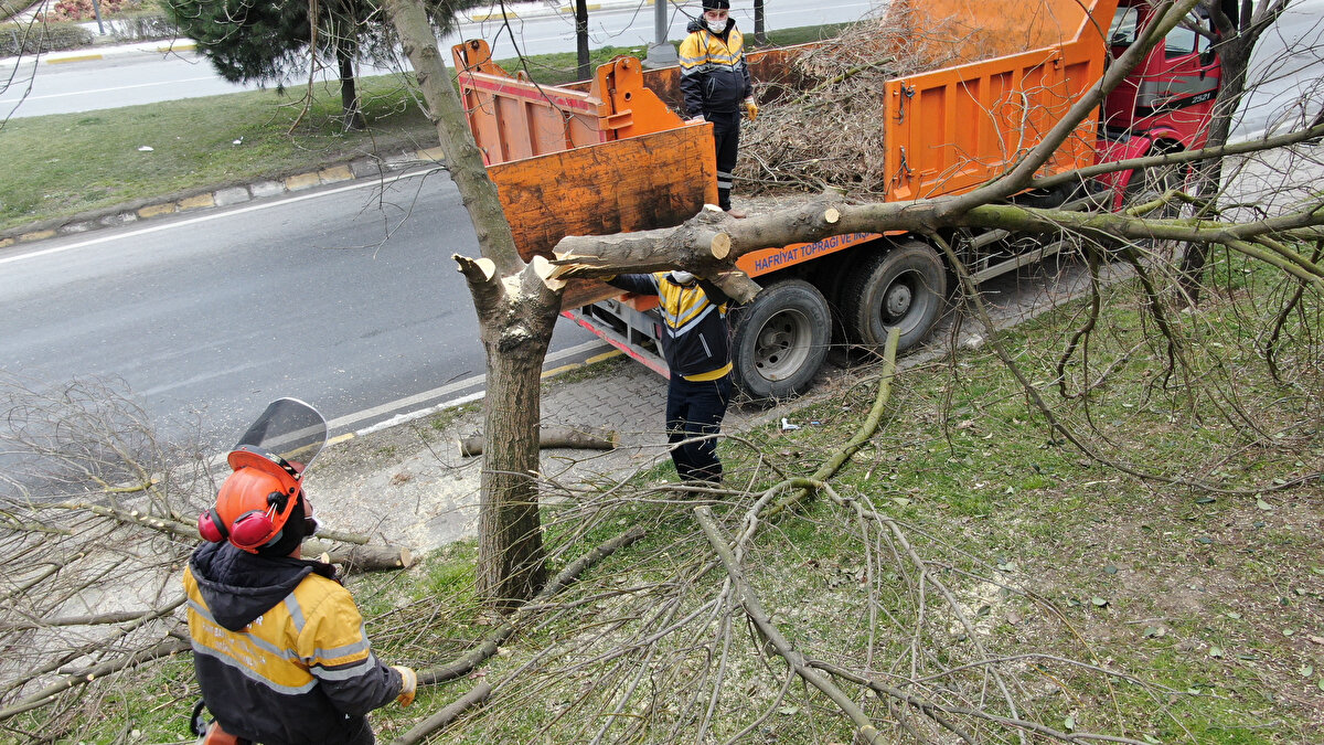 Böceğin en çok akçaağacı sevdiğini belirten Günkut, “İlaçlama yüzde yüz başarılı değil maalesef. Çünkü bu böcek dünyadaki en tehlikeli üçüncü böceklerden birisi. Akçaağaç ve çınar da yoğun olarak bulunuyor. İlaçlamayla elimizden geldiğince kurtarmaya çalışıyoruz ama yüzde yüz başarı olmuyor. Böceğin en çok zarar verdiği ve sevdiği ağaç akçaağaç, çınar ve oya ağacı. Bunların dışında söğütte ve kavakta da görünüyor. Bunların dışındaki hemen hemen bütün ağaçları dikebiliriz. Bizler de zaten kesilen ağaçların yerine akçaağaç diktirmemeye çalışıyoruz. İlk olarak 2014 yılında Fatih’te tespit ettik bu böceği. Fatih ve Zeytinburnu en çok görülen bölgeydi. Bu böcek şu anda Zeytinburnu’nda bayağı bir minimize oldu. Sultangazi, Gaziosmanpaşa ve Esenyurt’ta görülüyor. Gelen ihbarları değerlendiriyoruz.”

