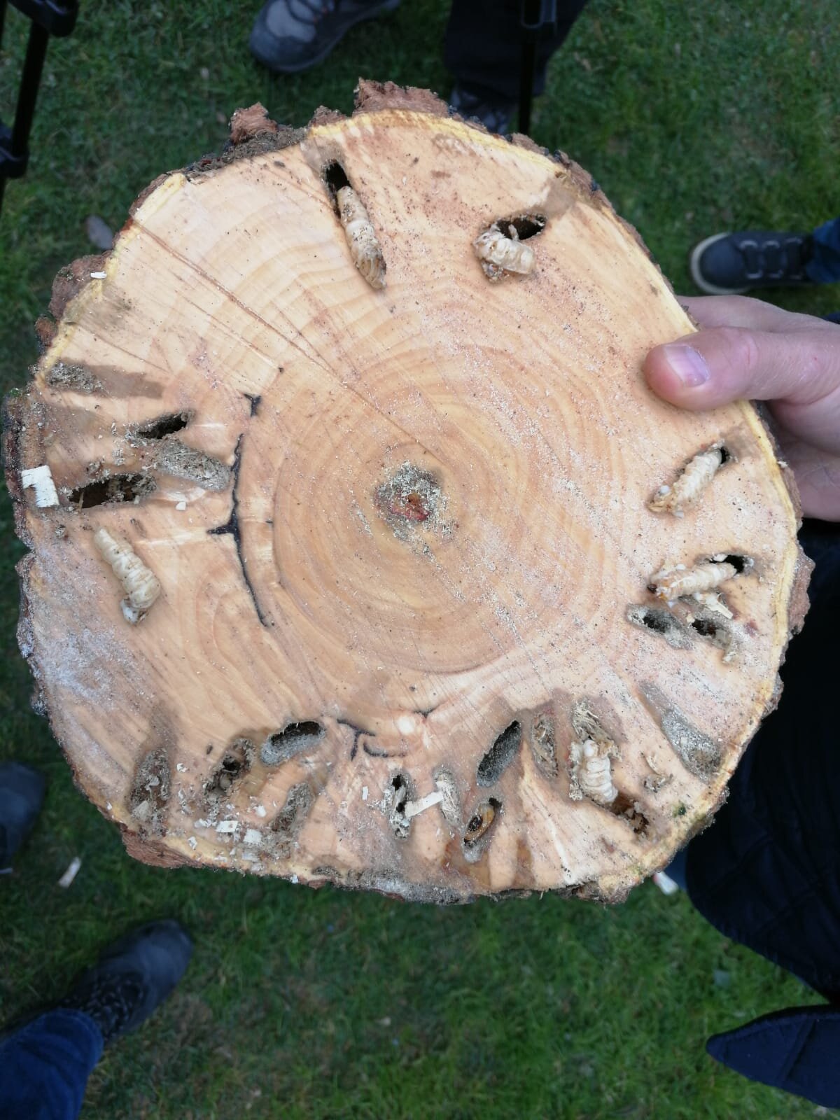 Teke böceğinin yaşam döngüsünü anlatan Hızal, “Ergin dönemini biz mayıs sonundan itibaren bu sene havalar biraz sıcak gitti belki biraz daha erken olabilir. Mayısın son haftasından itibaren görmeye başlarız. Ağustosun ilk haftasına kadar bunları görme şansımız olabiliyor. Bu böceğin bulunduğu ağacı kurtarmak için hangi dönemde olduğunu bilmemiz gerekiyor. Ergin döneminde görüldüyse ilaçlama ile ağaç kurtarılabilir. Ancak larva dönemindeyse ağacı kesmekten başka çare yok. Primer zararlı bir böcek yani sağlıklı ağaçlara giden bir böcek. Yani o ağaca müdahale etmezseniz hemen iki ağaç ötesindeki sağlıklı ağaçları yok edebilir” diye konuştu.
