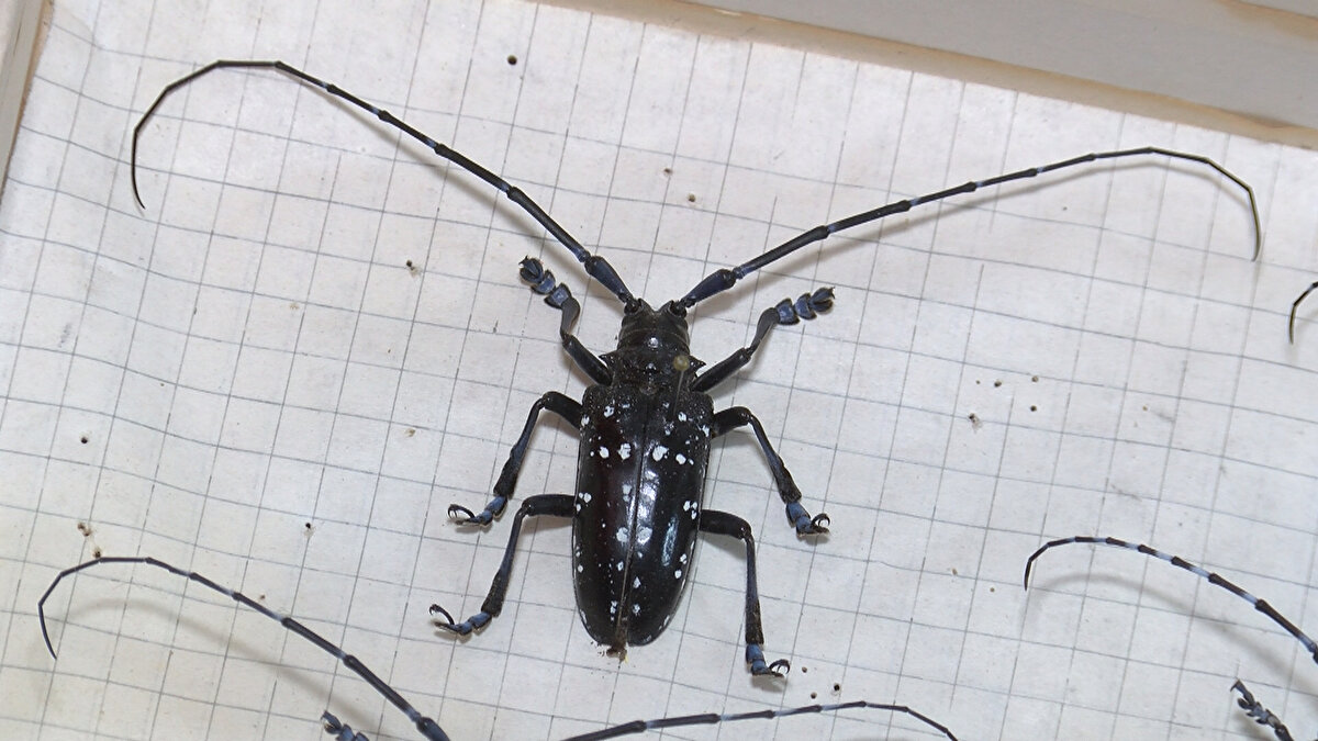 En büyük zararı larva döneminde veren teke böceği beslenmek için ağacın içerisindeki dokuyu yiyor. Ağaçların içerisinde oluşan bu boşluklar ağacın beslenmesine engel oluyor ve ağaçların devrilmesine yol açıyor.
