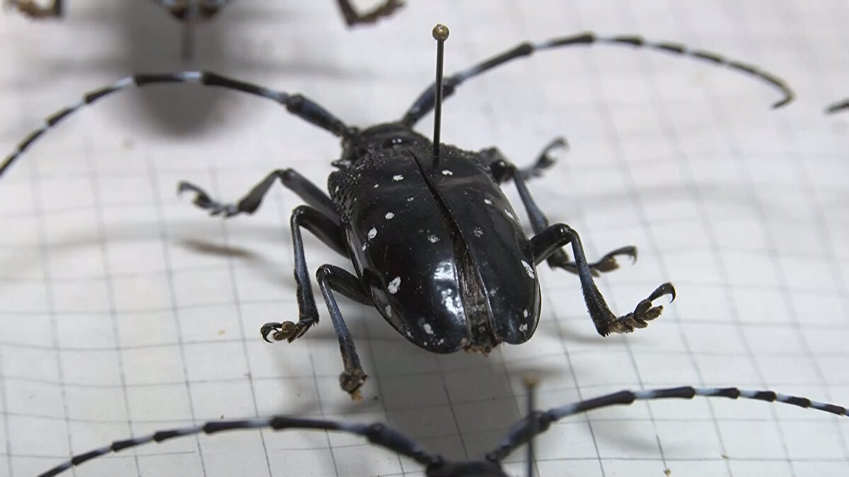 Teke böcekleri yumurtalarını ağaçların kabuklarının altına yerleştiriyor. Yaklaşık 7 ayın ardından o yumurtalar çatlıyor ve larvaya dönüşüyor.
