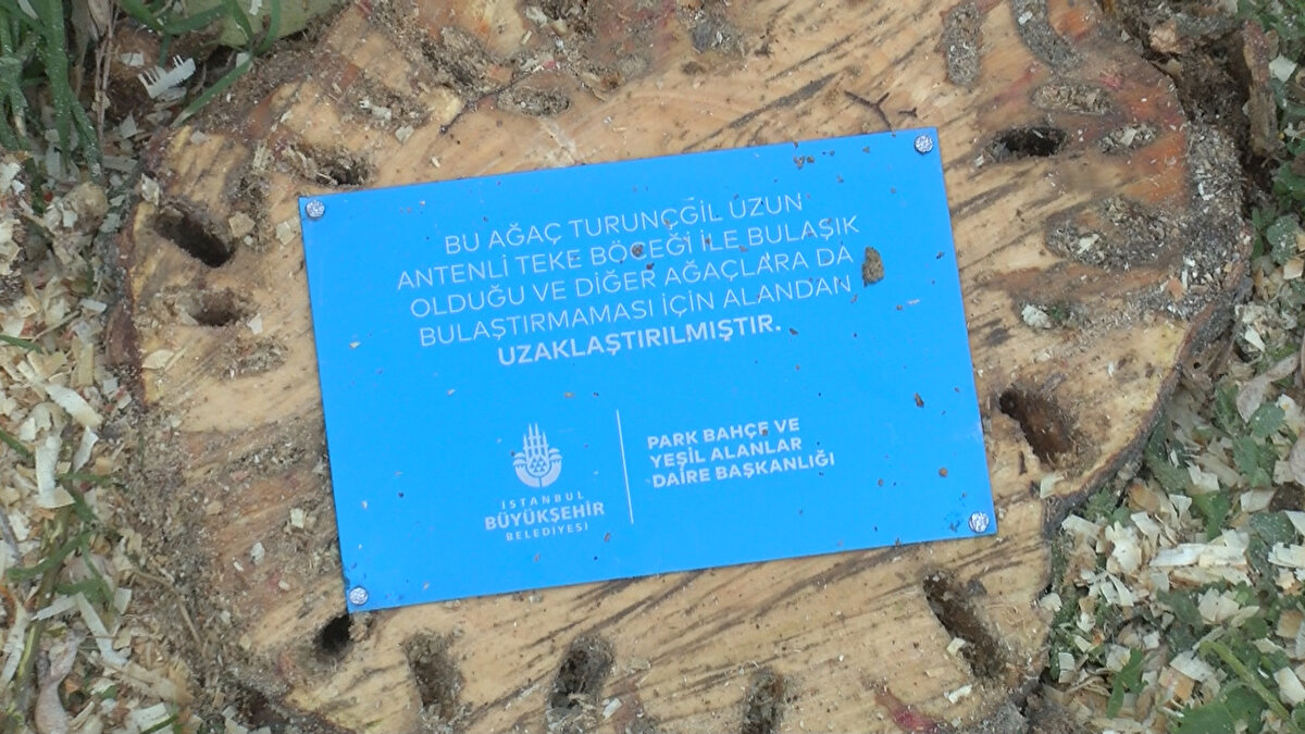 Teke böceği ile mücadele yöntemini anlatan Doç. Dr. Hızal, “Bu böcekle iki yöntemle mücadele edebiliyoruz. Bir ergin döneminde bir de larva döneminde mücadele edebiliyoruz. Ergin döneminde Tarım ve Orman Bakanlığı’nın tavsiye niteliğinde önerdiği ilaçları İstanbul Büyükşehir Belediyesi Park ve Bahçeler Müdürlüğü kullanıyor. Önerilen araçları ergin haldeki böceklerin bulunduğu ağaçların tepe tacına ve gövdesine uyguluyor ve böcekler ölüyor. Diğer bir yöntemse larva döneminde yapılan yöntem. Ağaçların kesilerek alandan uzaklaştırılıp yongalanması şeklinde oluyor. bu ağaçları kesmek yetmiyor. Çünkü larvaların gelişimi bu ağaçların içerisinde devam ediyor. Bu yüzden muhakkak suretle yongalanması gerekiyor. Aksi takdirde böcekle mücadele etmiş olmuyorsunuz'' dedi.
