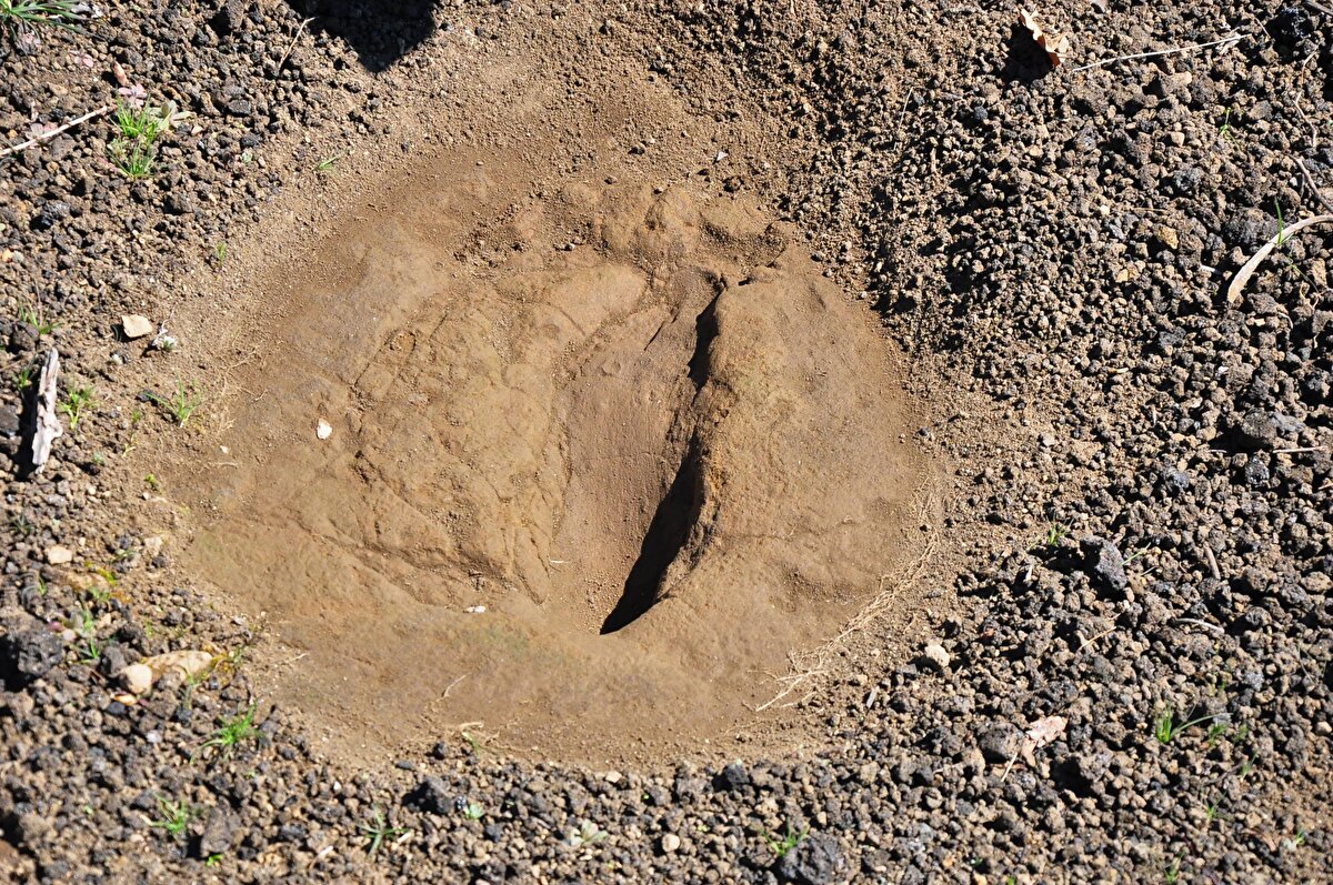 Karakuzu, ayak izi ve küllerin yaklaşık 4 bin 700 ila 5 bin yıl arasında bir yaşa sahip olduğunun tescillendiğini kaydetti.
