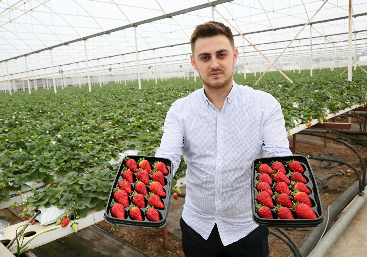 Toprakta üretime göre verim dört kat daha yüksek. Hem dayanıklılık hem de raf ömrü çok daha uzun. Renk ve aroması daha yoğun olduğundan en çok tercih edilen çilek türü. Hasat açısından da daha kolay, yaklaşık 1.5 metre yükseklikte, çilekler aşağı doğru sarkıyor ve ürünler birbirine dokunmuyor dedi. 