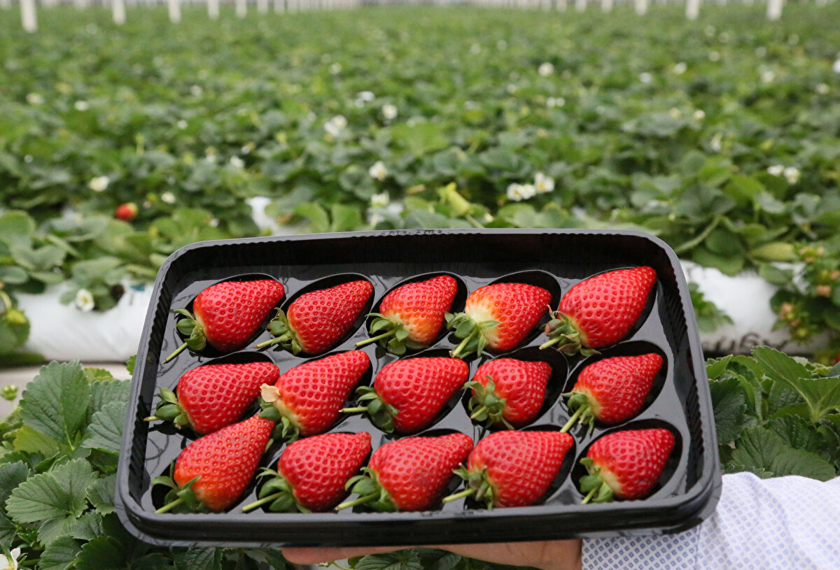 Toprakta üretime göre verim dört kat daha yüksek. Hem dayanıklılık hem de raf ömrü çok daha uzun. Renk ve aroması daha yoğun olduğundan en çok tercih edilen çilek türü. Hasat açısından da daha kolay, yaklaşık 1.5 metre yükseklikte, çilekler aşağı doğru sarkıyor ve ürünler birbirine dokunmuyor dedi. 