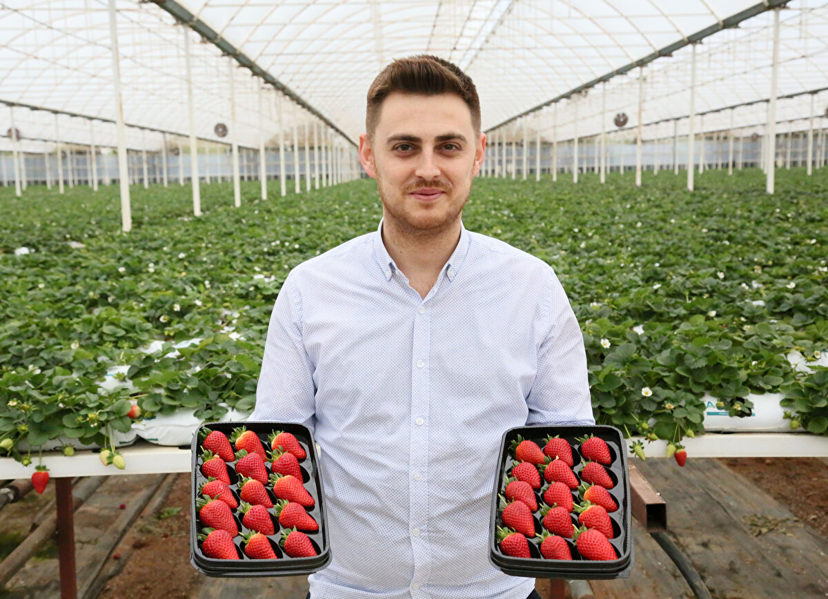 Toprakta üretime göre verim dört kat daha yüksek. Hem dayanıklılık hem de raf ömrü çok daha uzun. Renk ve aroması daha yoğun olduğundan en çok tercih edilen çilek türü. Hasat açısından da daha kolay, yaklaşık 1.5 metre yükseklikte, çilekler aşağı doğru sarkıyor ve ürünler birbirine dokunmuyor dedi. 