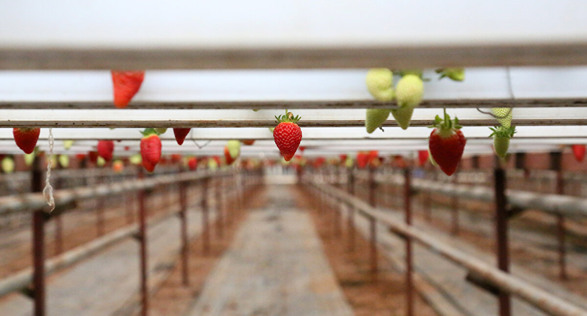 Firma pazarlama müdürü Burak Akbulut, çileğin çok narin, birbirine dokunduğunda çabuk deforme olduğunu ve bozulduğunu belirterek, Üretim aşamasında toprağa temas etmesi, paketlemede de birbirine temas etmesi nedeniyle çileğin raf ömrü ciddi düzeyde kısalıyor. Pazar veya marketten aldığınız çileği neredeyse aynı gün tüketmeniz gerekiyor. Yaklaşık 15 dönümlük serada topraksız çilek üretiyoruz. 