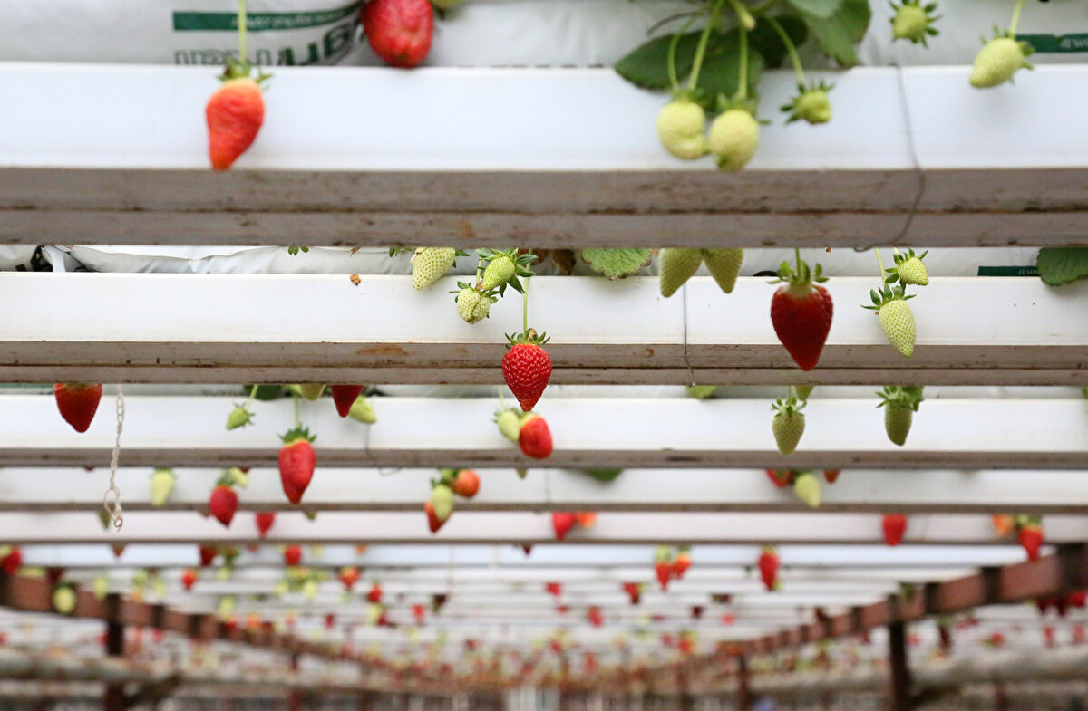 Yaklaşık 5 dönüm serada, 1 metre yükseklikte kurulu sistem üzerinde yetiştirilen çilekler, çiçeklenmeden itibaren dalında olgunlaşma sürecinde birbirine temas etmiyor. Çilekler, paketlemede de birbirine temas etmeyecek şekilde hazırlanıyor. 