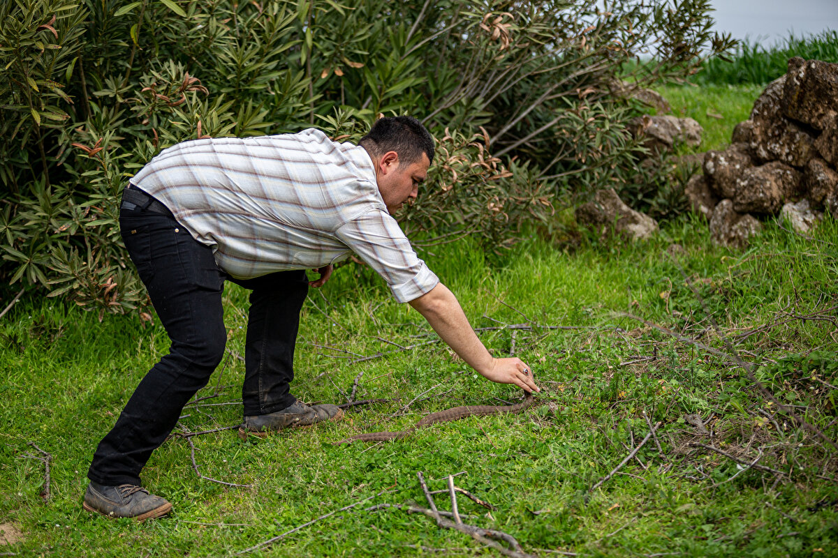 İnsanların şaşırarak kendisini izlediğini söyleyen Göktürk, şunları kaydetti:Adımı 'Yılancı Mustafa' diye koydular. Bu faaliyeti tamamen gönüllü ve ücretsiz bir şekilde, Doğa Koruma ve Milli Parklar yetkililerinin bilgisi dahilinde yapıyorum. Vatandaşları, yılanlara zarar vermemeleri konusunda uyarıyorum. Az önce evin balkonunda yakaladığımız yılan, koca engerek türündeydi. Nesli tükenme tehlikesi altında olan bir tür. Bunu bırakırken sulanma, avlanma ve barınma gibi faktörleri düşünüp ona göre doğaya salacağım. Hepsinin doğada bir yeri, görevi var, lütfen yılanları öldürmesinler