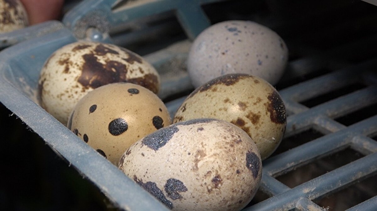 Babasının günlük taze bıldırcın eti tüketmesi gerektiği için üretime başladığını belirten Ayhan Kayalı, aldığı 65 bıldırcın kapasiteli kuluçka makinesiyle bu işe hobi olarak başladığını söyledi.  Kayalı, “Babamın 1996 yılından bu zamana kadar bir bağırsak rahatsızlığı vardı. Son olarak Kırıkkale Yüksek İhtisasa Hastanesi'ne götürdüm. 