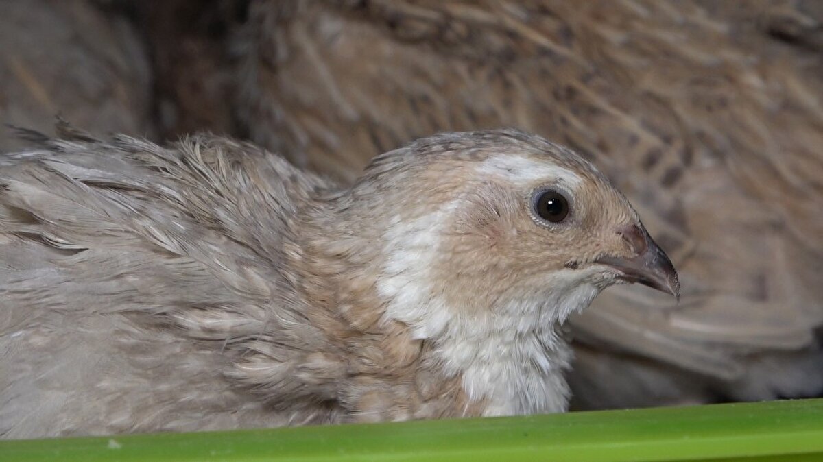 Aşırı bir talep var hem bıldırcın etine hem de yumurtasına. Tabii bununla ilgili çalışmalarımız da devam ediyor. Büyük bir çiftlik kurup daha geniş, daha detaylı ve kanunlar çerçevesinde bu işi yapmak istiyoruz” ifadesini kullandı. 