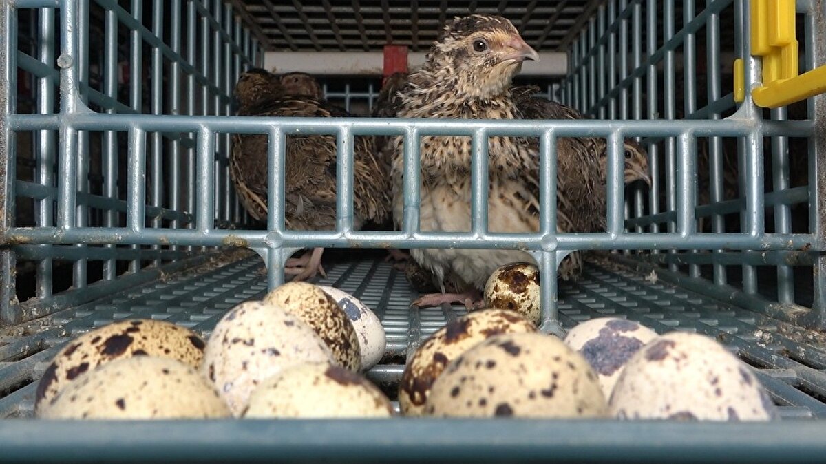 Özellikle bıldırcın etinde çok talep. Bu kuşları araştırdık hem bereketli kuşlar hem de inancımızda da yeri var. Sadece etiyle yetinmemek lazım.Bıldırcın yumurtasının bir tanesi ü. Tavuk yumurtasına bedel bir üründür. Sindirim sistemine, nefes darlığına, KOAH hastalığı yaşayan insanların tüketmesinde fayda var” diye konuştu.Cins merakından yola çıkarak pek çok kuş türü baktıklarına değinen 19 yaşındaki Batuhan Kayalı ise, araştırmalar neticesinde bıldırcınları doğal yemlerle beslenmeleri gerektiğini belirtti.   