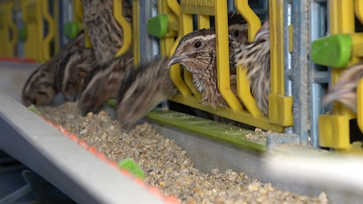 Orada tetkik ve tedavileri uygulandı. Bunun yanı sıra da bıldırcın eti tavsiyesinde bulunuldu. Bağırsak duvarlarını ve hücreleri yenileme özelliğinden bahsedildi bize. Çok araştırdım, üç yıl önce bıldırcın etini marketlerde bulamadım. Günlük taze yedirebilmek adına ‘bu işi kendim yapabilirim’ dedim. Elimde hiçbir kuş, yumurta yokken araştırmalarım neticesinde küçük bir hobi makinesi aldım. 65 bıldırcın ile başladım” dedi. 