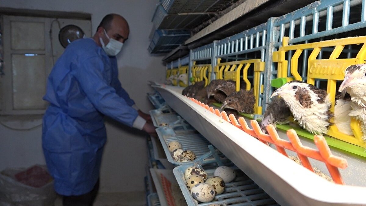 Evlerinin bahçesindeki alanda baktıkları bıldırcınlardan günlük ortalama 500 yumurta elde ettiklerini söyleyen Kayalı, “Yurdun dört bir yanına gönderiyoruz desem yeridir. Türkiye genelinde aşırı bir talep var ve bunlara yetişmekte güçlük çekiyorum. 