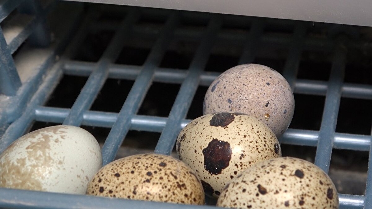 Kırıkkale'de yaşayan 44 yaşındaki Ayhan Kayalı, 77 yaşındaki babası Şükrü Kayalı’yı üç sene önce bağırsak-mide rahatsızlığı nedeniyle hastaneye götürdü. Doktorun babasına bıldırcın eti tüketmesi tavsiyesi üzerine Kayalı, marketlerde ve çevrede bıldırcın eti bulmakta zorlandı.