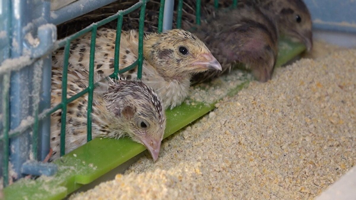 Bunun üzerine Kayalı, 19 yaşındaki oğlu Batuhan’ın da desteğiyle bıldırcın üretmeye başladı. Kuluçka makinesinde ilk etapta 65 bıldırcın üreten Kayalı, şimdi gelen talepleri karşılamakta zorlanıyor. Hobi olarak üretime başlayan Kayalı, yetiştirdiği 6 ırk bıldırcın ve yumurtalarını ülke geneline pazarlıyor.
