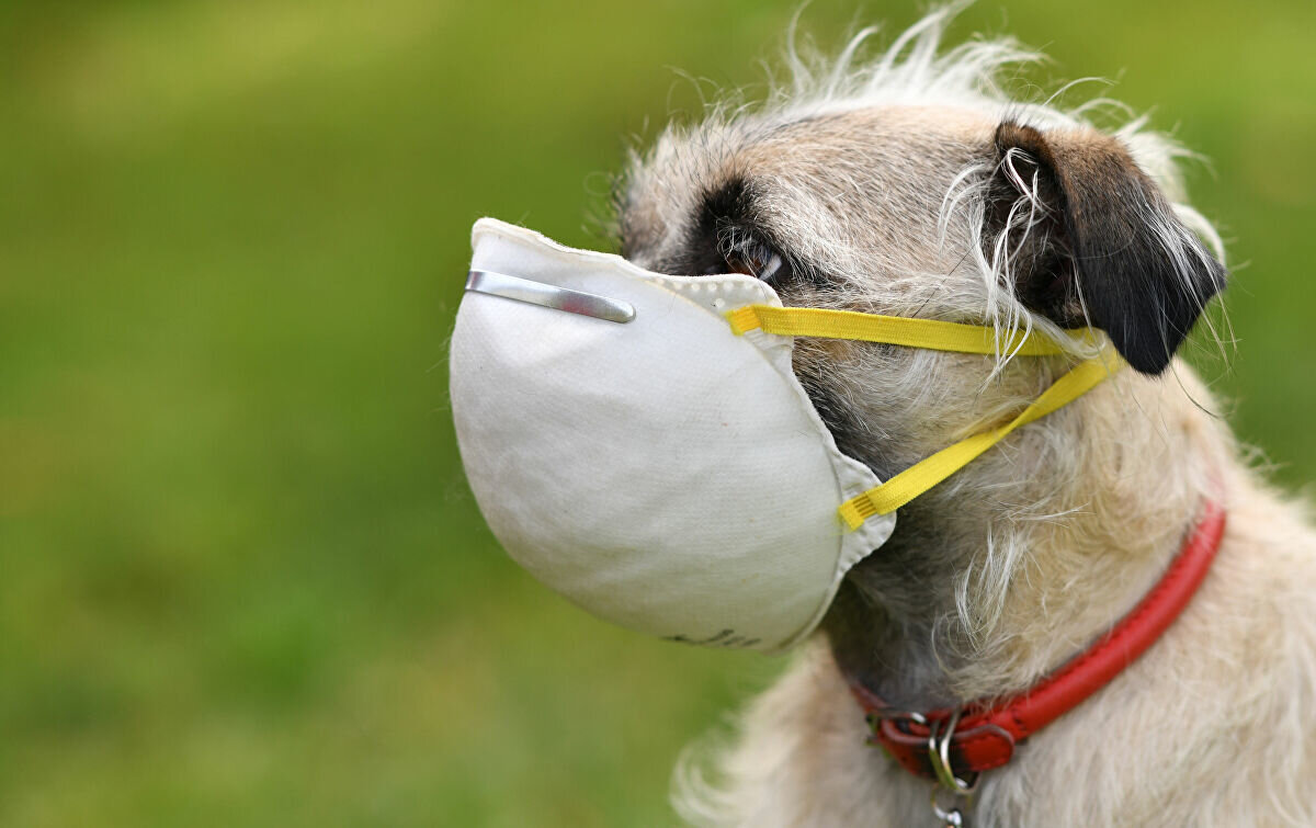 Nature Communications dergisinde yayınlanan ve İngiltere’de Liverpool Üniversitesi'nden Maya Wardeh yaptığı araştırmayla, bir sonraki pandemiye neden olabilecek canlıların daha önce açıklanandan çok daha fazla olduğunu tespit ettiklerini açıkladı.