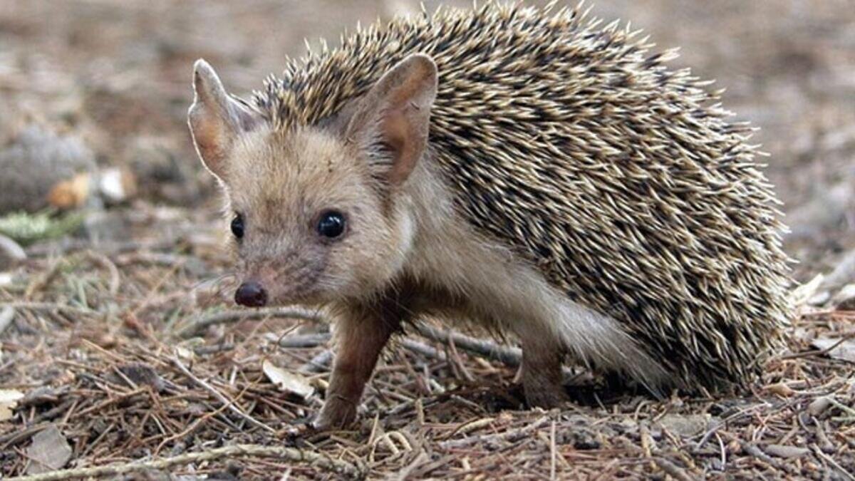 KİRPİ
Yapılan çalışmada kirpilerin çok sık belirtilmemesine karşılık büyük bir risk taşıdığı açıklandı.