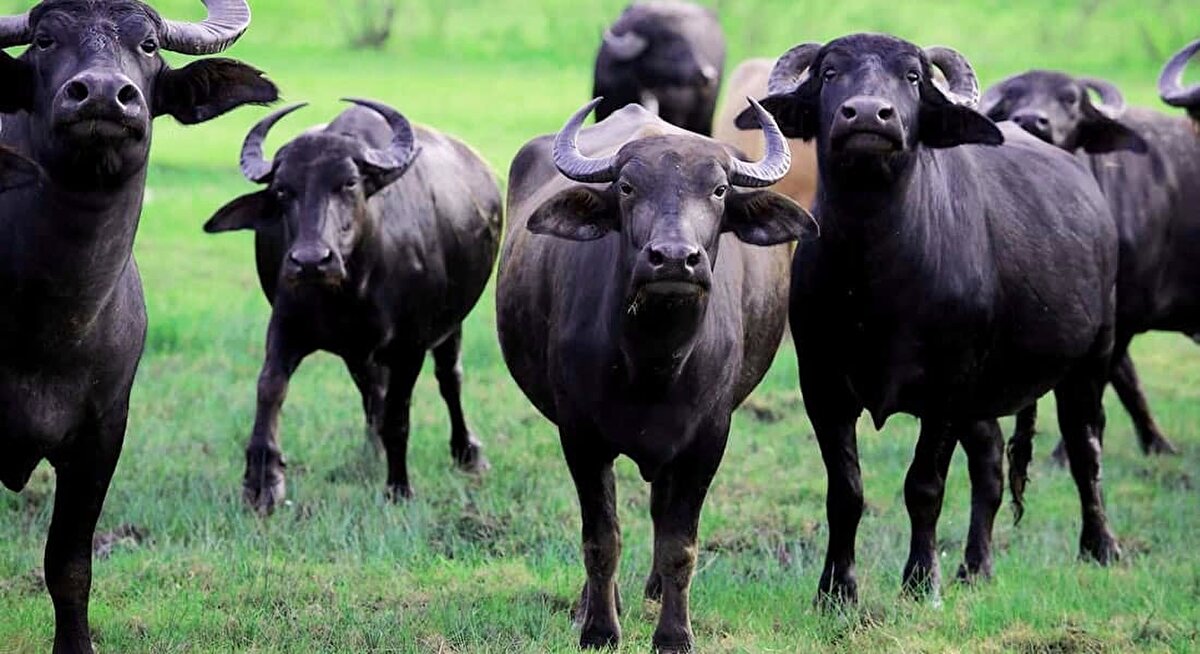 MANDA
Araştırmayı gerçekleştiren bilim insanları süt üretimi için çiftliklerde yaygın olarak bulunan mandaların COVID-19’a karşı yüksek duyarlılığı olduğunu tespit ettiklerini açıkladı.