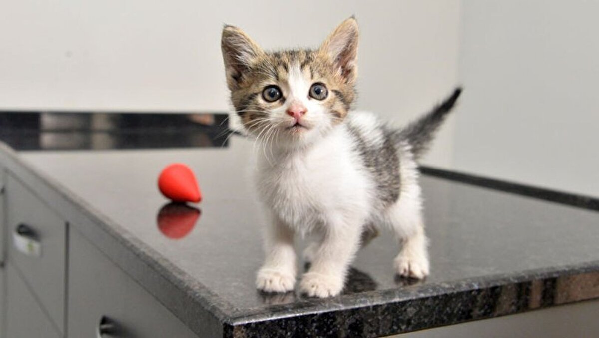 EV KEDİSİ
Pandeminin başladığı günden bu tarafa dünyanın birçok yerindeki kedilerde COVID-19 vakaları bildirilirken kedilerin virüsü taşıyabildiği ve yayma ihtimallerinin olduğu açıklandı.