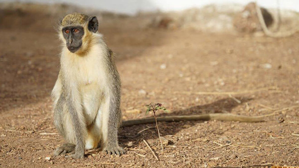 AFRİKA YEŞİL MAYMUNU
Bilim insanları insan genetik yapısına çok benzer bir genetik yapıya sahip olan Afrika Yeşil Maymunu’nun göz önünden ayrılmaması gereken canlılar olduğunu belirtti.
