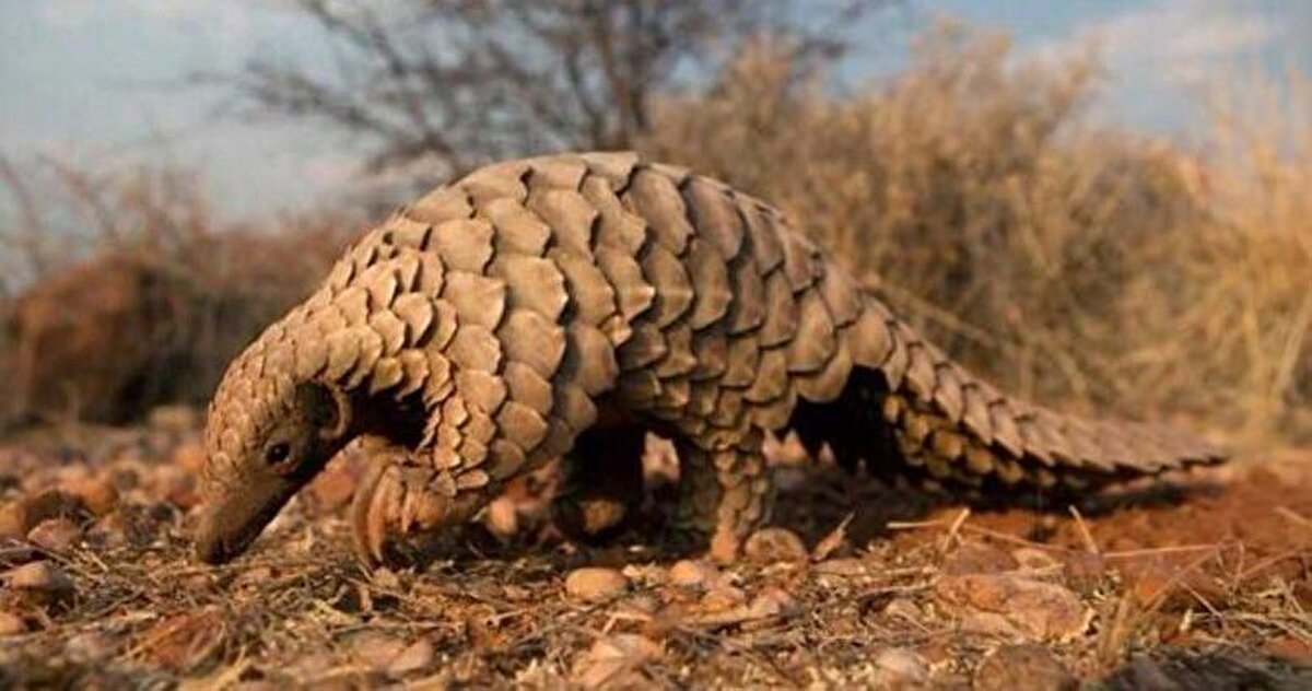 PANGOLİN
COVID-19’un başladığı günden bu yana en tehlikeli canlılar arasında gösterilen Pangolin, virüsün durduğu ve konakladığı bir istasyon olarak sık sık araştırmalara konu oldu. Bilim insanları Pangolinlerin, ondan fazla koronavirüse ev sahipliği yapabildiğini bildirdi.