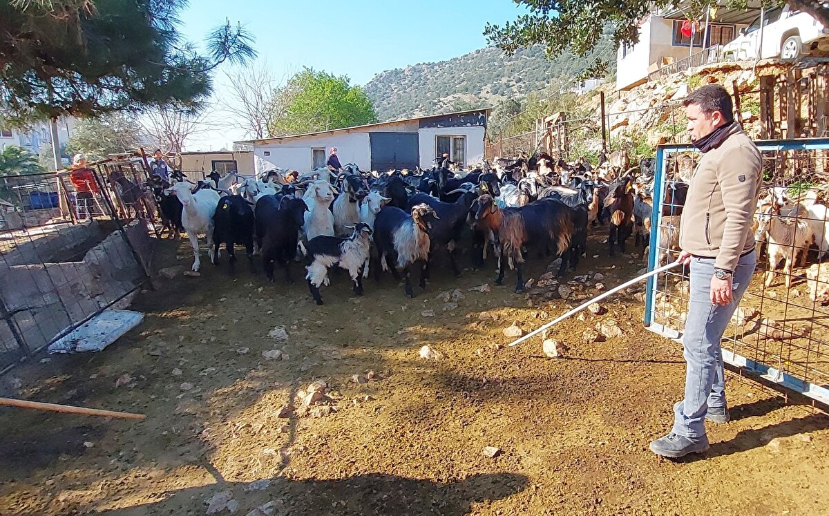 Çoban, Çırkan Mahallesi Kazderesi mevkiindeki küçükbaş besisinden sabah erken keçilerini dağa salıyor.
