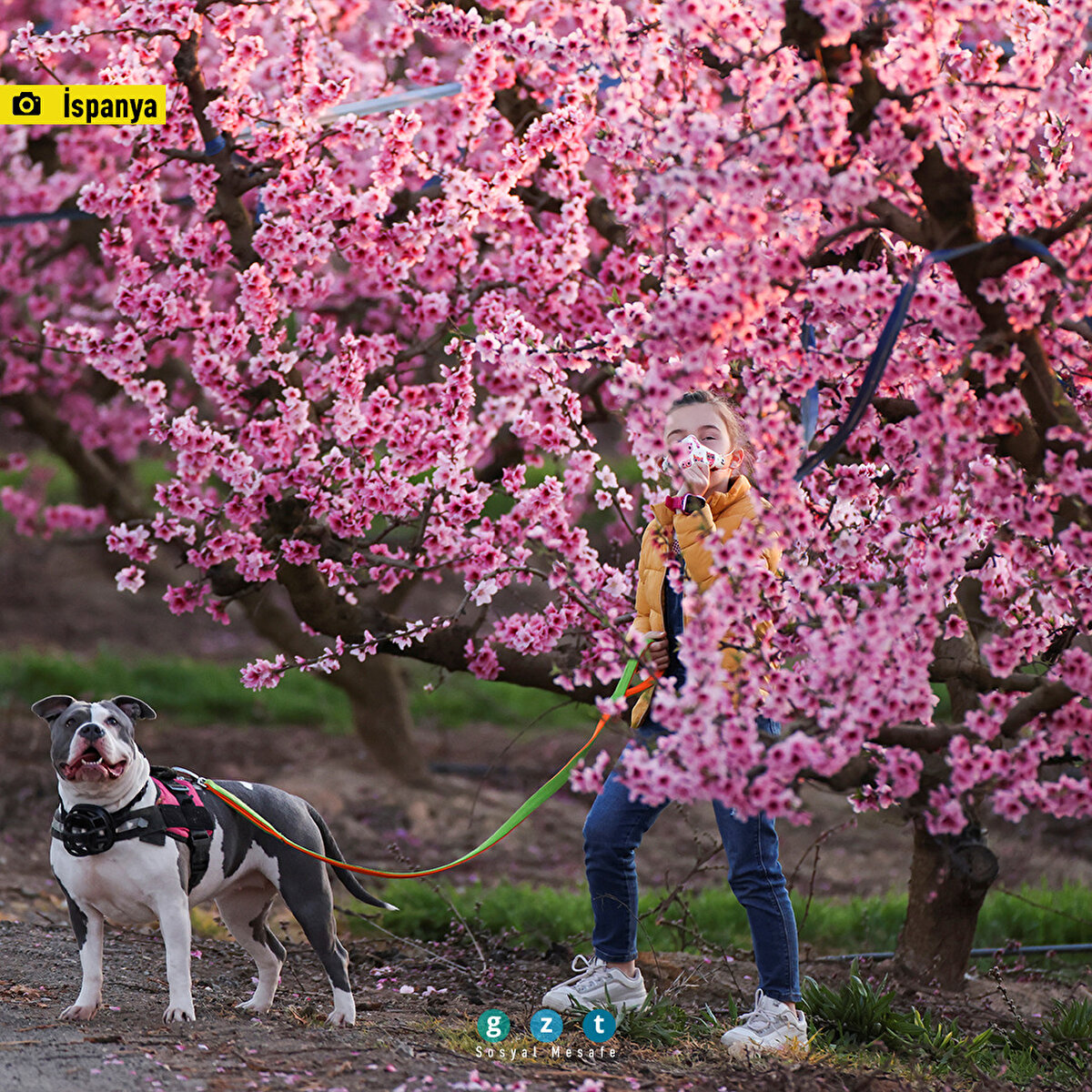 İspanya'nın Lleida kentinde şeftali ağaçları çiçeklendi.