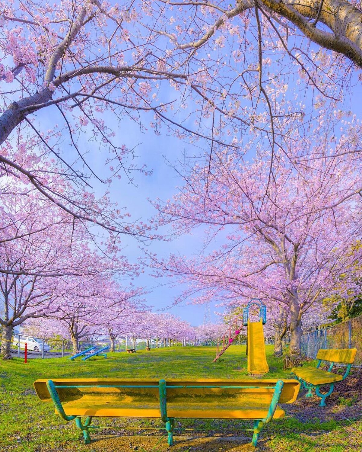 ☀ Eğer İstanbul’da sakura turuna çıkmak istersen, ilk uğraman gereken ilçe Sarıyer. Büyükşehir Belediyesi’nin ülkeler arasındaki dostluğu pekiştirmek amacıyla 2003’te Baltalimanı’nda kurduğu Japon Bahçesi’ne 52 yetişkin sakura dikilmişti. Ücretsiz gezilebilen parkta, farklı türlerden 5 bin civarında bitki bulunuyor. İ