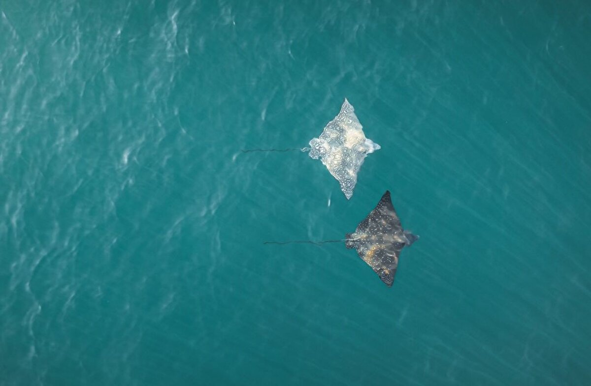 5- Prithvi B - Double Trouble