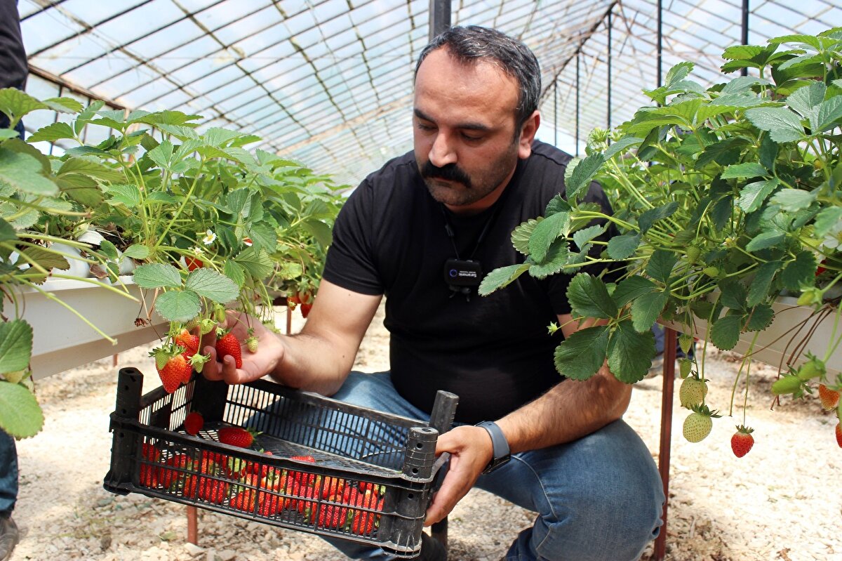 Servet Güleken yıllık 300 bin liralık getirisi olduğunu, giderlerinin ise 25 bin lira civarında gübre maliyeti, yaklaşık 6 bin lira elektrik, su gideri ve 2 çalışanın aylığı olacağını sözlerine ekledi.