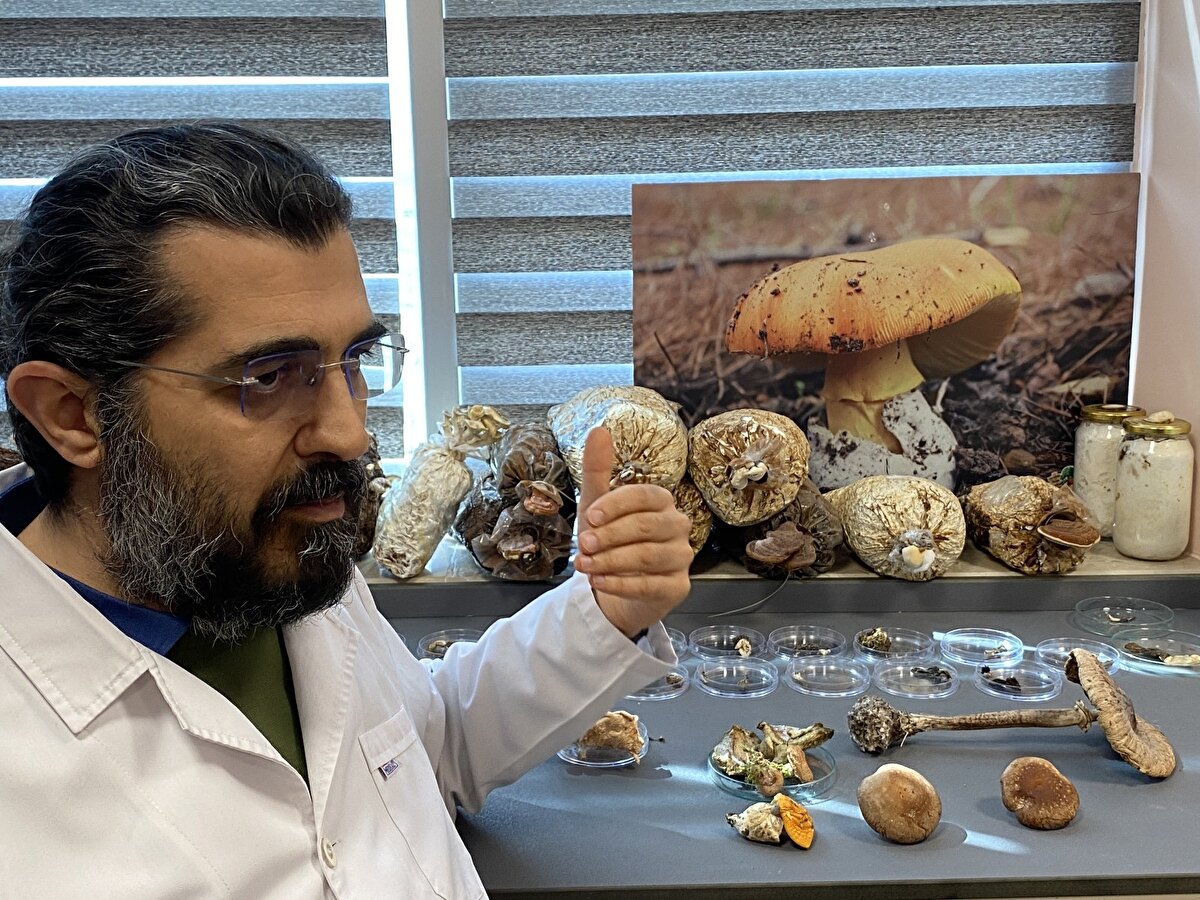 Bahar aylarının gelmesi ile birlikte ormanlık alanlarda ve doğada mantarlar kendilerini göstermeye başladı. Ülkemizin çeşitli bölgelerde doğal alanlarda yetişen mantarları toplayan vatandaşlar, hangisinin zehirli hangisinin zehirsiz olduğunu ise tam olarak bilmiyor. Genellikle kültür, kanlıca ve kuzu göbeği mantarlarının zehirsiz olduğunu bilen vatandaşlar, doğa da sıklıkla bulunan ve şekli ve rengi sürekli değişiklik gösteren köy göçüren mantarını da toplayarak tüketebiliyor. Köy göçüren mantarında ki zehrin tıbbi olarak çok ciddi boyutları olduğunu ve Dünya'da en çok ölüme neden olan mantar olduğunu belirten Düzce Üniversitesi Farmakoloji Ana Bilim Dalı Başkanı Prof. Dr. Ertuğrul Kaya, vatandaşlara uyarılarda bulundu.