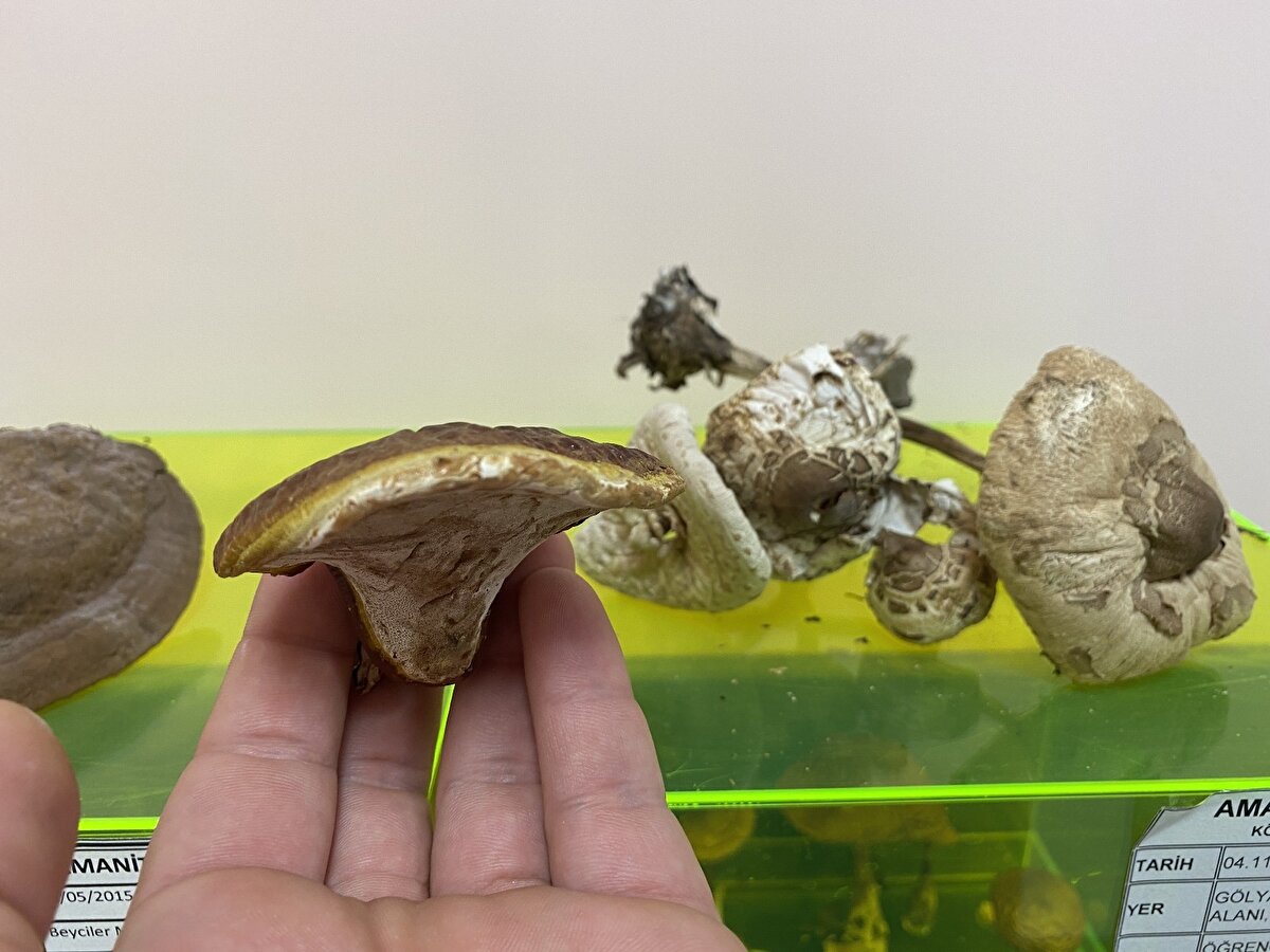 Dünya'da ve Türkiye'de en çok ölümün köy göçüren mantarı olarak bilinen Amanita phalloides isimli mantar olduğunu ve doğada çok sıklıkla karşılaşıldığını belirten Prof. Dr. Kaya, "Maalesef özellikle ülkemizde ve dünyada en çok ölüme neden olan mantar köy göçüren mantarıdır. Ve bunu tanımak bazen zordur. Ben o alanda çalışan biriyim aslında ve ben dahi binlerce mantar topladım ve dokundum. Tanımakta bazen güçlük çekiyorum. Yağmur yağdığı zaman rengi değişiyor. Güneş gördüğü zaman şekli değişiyor. Başka mantarların yanında çıkabiliyor. Farklı ortamlarda yetişebiliyor ve bunun birde albino versiyonu var ki bunlara denk geldiğinde insanların ölümden kurtulmaları pek mümkün değil. Bu nedenle doğadan mantar toplamak gerçekten profesyonellik gerektiriyor. Genelde dünyada uygulanan insanlar kendi çok iyi bildikleri çok iyi bildikleri mantar dışında mantar tüketmemeliler" diye konuştu.