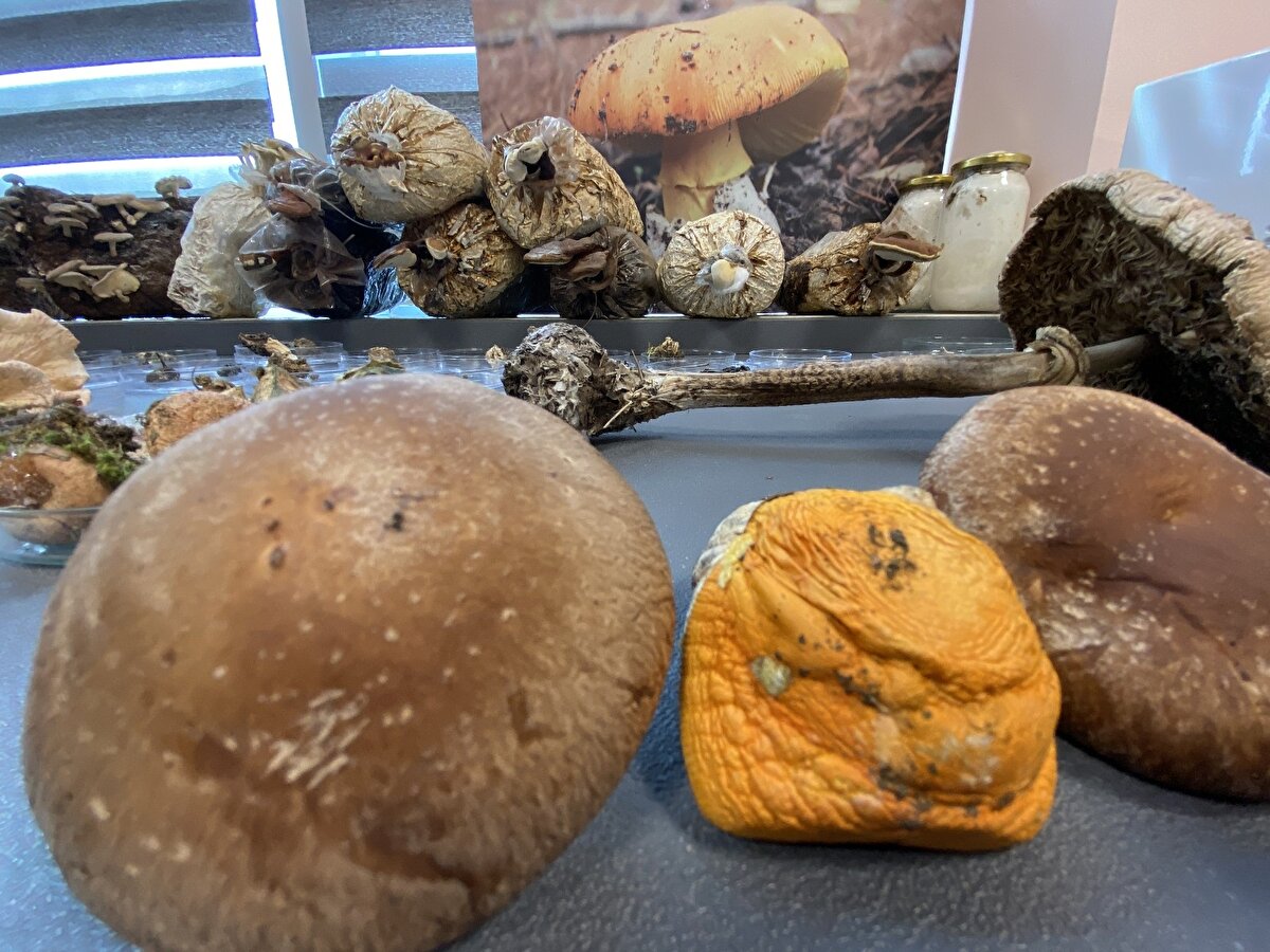 Doğadan mantar toplayanlara uyarılarda bulunan Kaya, "Maalesef mantar alıcıları mantar meraklıları doğada aradıkları mantarı bulamayınca başka mantarlar bulduklarında bazen o mantarlara da kayabiliyorlar. Aslında mantarların bir çoğu zehirsiz. Dönem dönem zehirsiz mantarlara denk gelen insanlar bu mantarları tanıyıp bu mantarların zehirsiz olduğunu algıladıkça her tür mantarın zehirsiz olabileceğine dair bir algı geliştiriyorlar ve bir gün zehirlisine denk geldiklerinde ki bunların içerisinde Amanita phalloides isimli bir mantar bulunmaktadır. Bunlar küçük versiyonları bu yeni çıkan şekli. Kahverengimsi yeşilimsi bir renk daha da büyüyüp büyük bir şapka şeklini alabiliyor. Bu mantar Dünya'da en çok insan öldüren doğal bir mantardır. Çok fazla yetişir. Sonbaharda daha çok yetişir. Bunun gibi ölüme neden olan başka mantarlarda vardır. Öldürmese de zehirlemeye sebep olan organ kayıplarına neden olan başka mantarlarda vardır. Bunlardan kurtulmak çok zordur. Bunları ayırt etmek zordur. Bu nedenle kişiler çok eskiden beri bildikleri ve tükettikleri mantarlar varsa ancak onları tüketmeliler ve bilmedikleri hiçbir mantarın tüketimine girmemeliler. Özellikle köy göçüren ismi verilen Amanita phalloides ve ölüme neden olan bu mantar özellikle çok fazla yetişiyor. Çok fazla yetiştiği zamanlarda insanlar bunu mutlaka toplayabiliyorlar. Bunu bilmeyenler bu nedenle hep söylenen şey mümkünse doğadan mantar toplamamak aslında" şeklinde konuştu.Vatandaşların mantar toplama huylarının olduğunu ve zehirli olup olmadıklarını bilmediklerini belirten Prof. Dr. Ertuğrul Kaya, vatandaşların kesinlikle çok iyi bildikleri mantarları tüketmeleri gerektiğini vurguladı. Kaya, “Çok iyi biliyorsa o türü sadece çok iyi bildiği türü toplaması gerekiyor. Çok iyi bilinen türler özellikle ülkemizde tüketilen dünyada da tüketilen çok iyi bilinen belli sayıda mantar türleri var. Oda 15-20'yi çok geçmiyor. Bu türlerin tüketiminde çok bir şey yok ama karıştırılmaması gerekiyor buna çok dikkat edilmesi gerekiyor" ifadelerini kullandı.