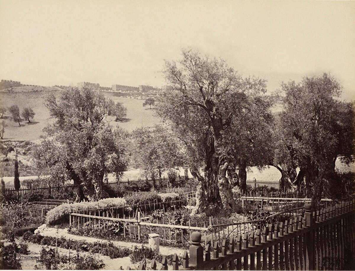 Gethsemane Bahçeleri, Kudüs. 2 Nisan, 1862.<br><br>Gethsemane Bahçesi, Kudüs Eski Şehri'nin hemen dışında, Zeytin Dağı'nın eteğinde bulunan sekiz antik zeytin ağacından oluşan küçük bir korudur. Gethsemane Bahçesi, Hristiyan inancına göre, Hz. İsa’nın çarmıha gerilmek üzere yakalanmadan önce son gecesini geçirdiği yerdir.