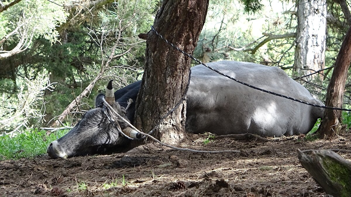 Dağlarda gezen dana ve ineklerin sayısı 500'ü buluyor. Danaların dağda uyuşturucu iğneyle avlanması saniye saniye görüntülendi.
Hayvanların sahibi Gürol Şimşek, her yıl dağda dana avına çıktıklarını ifade etti.

