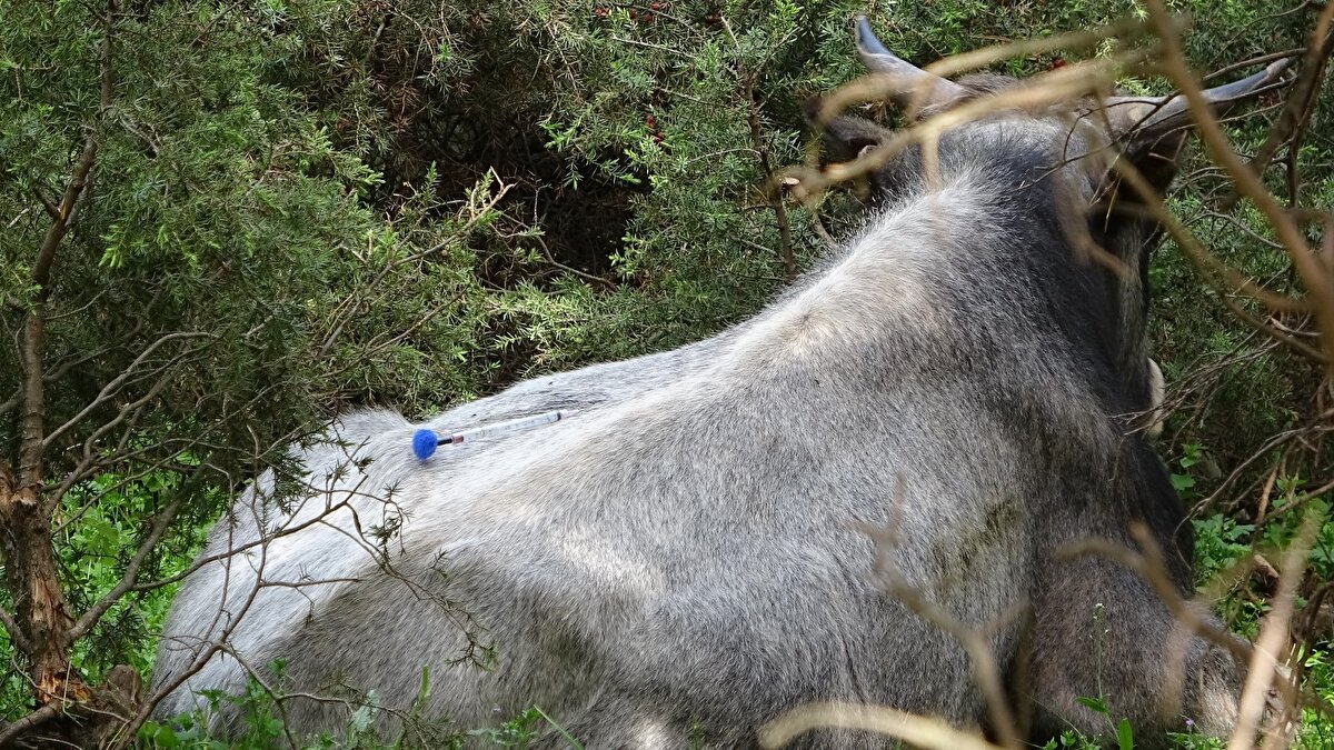 Danaların sahipleri 10 kişilik gurup halinde 50 gün boyunca dağda dana avına çıkıyor.
