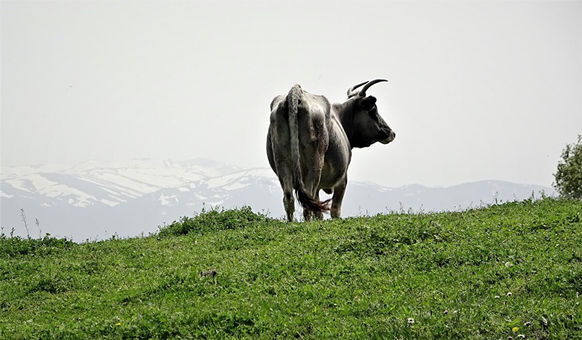 Bursa'nın Gürsu ilçesi Katırlı dağlarında boz ırk olarak bilinen yerli ırk danalar dağda doğup burada yabani gibi büyüyor.
