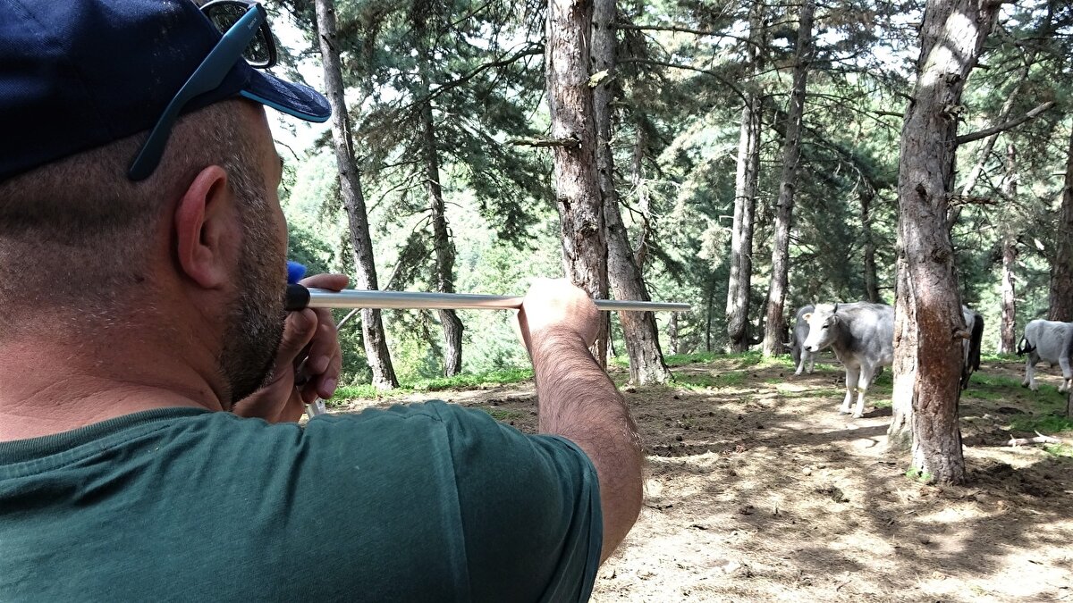 10 kişilik ekip günde 4 tane danayı ancak yakalayabiliyor. Dağda doğumdan itibaren tamamen doğal olarak beslenen danalara kurban bayramında yoğun talep oluyor.
